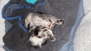 Baby Kitten BKH mix