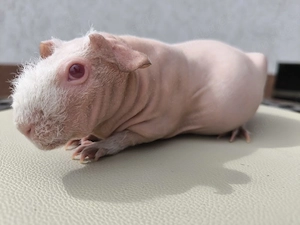 Skinny Pig Mädchen 
