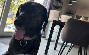 Zuhause gesucht für Neela