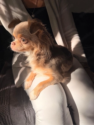 Chihuahua Hündin