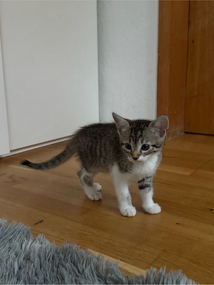 Ruhiges und verspieltes Katzenbaby sucht liebevolles Zuhause     