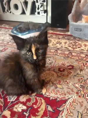 Maine coon  Kitten
