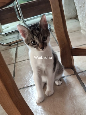 Kleine süsse Kitte suchen ein liebevolles Zuhause.