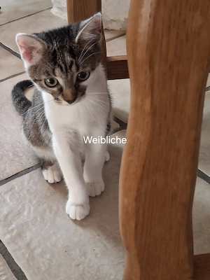 Kleine süsse Kitte suchen ein liebevolles Zuhause.