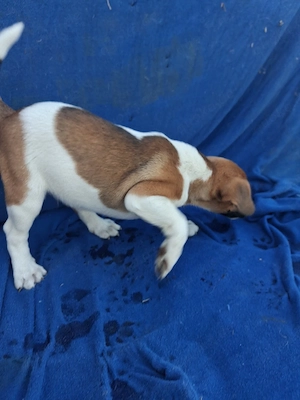 Jack Russell Terrier anzugeben 