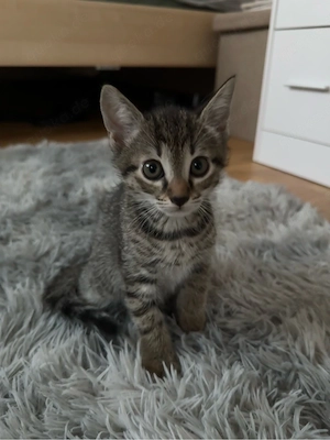Ruhiges und verspieltes Katzenbaby sucht liebevolles Zuhause     