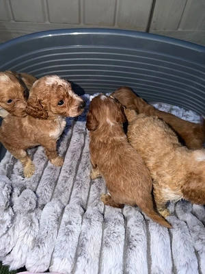 Liebevolle Cockapoo Welpen suchen ein schönes Zuhause