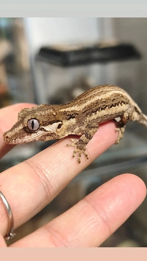 Höckerkopfgecko poss. 0.1 NPV Rhacodactylus Auriculatus 