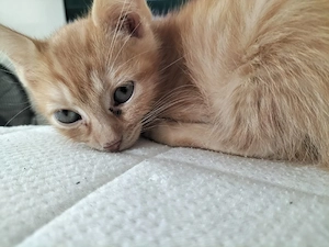 katzenbabys