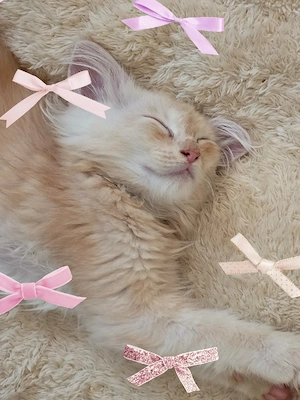 Maine Coon Mädchen 