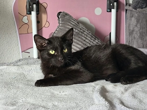 Katze zu Vermitteln 