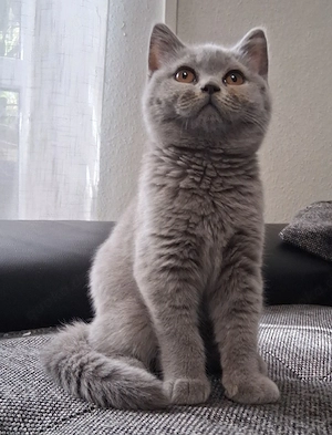 Britisch Kurzhaar Kitten Blau BKH