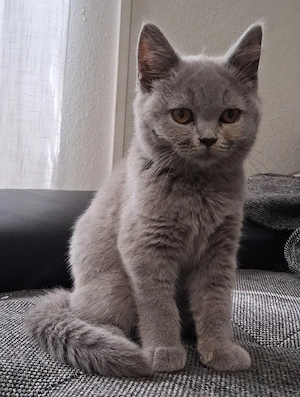 Britisch Kurzhaar Kitten Blau BKH