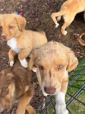 Nova Scotia Duck Tolling Retriever