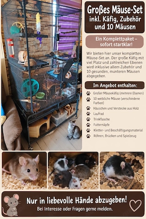 Großes Mäuse-Komplettset inkl. Käfig