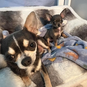 Chihuahua puppies