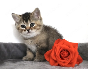 Britische kurzhaar kitten 