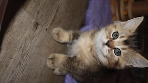 Britische kurzhaar kitten 
