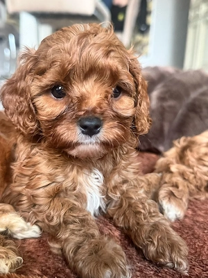 Cavapoo Welpen sucht neues Haus 