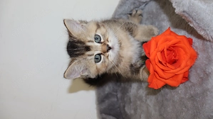 Britische kurzhaar kitten 