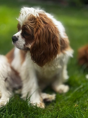 Cavalier king Charles Welpen suchen neues Haus  Bild 2