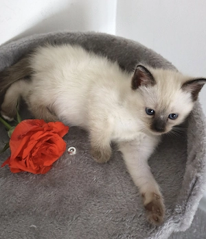 Heilige Birma Siam kitten  Bild 4