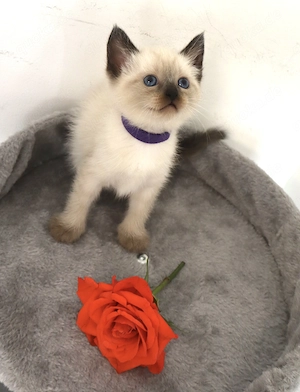 Heilige Birma Siam kitten  Bild 3