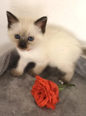 Heilige Birma Siam kitten  Bild 2