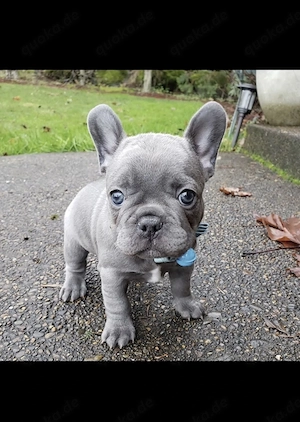 Zuckersüße sportliche Französische Bulldoggen Welpen Blue Lilac