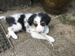 Australian Shepherd Blue-Merle-Harlekin Color