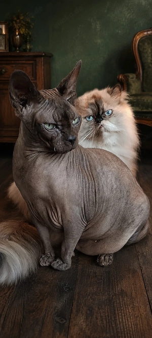 Canadian Sphynx Kater 