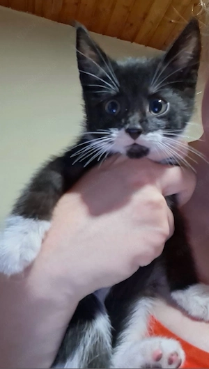 Ich suche ein neues Zuhause, ich bin ein kater