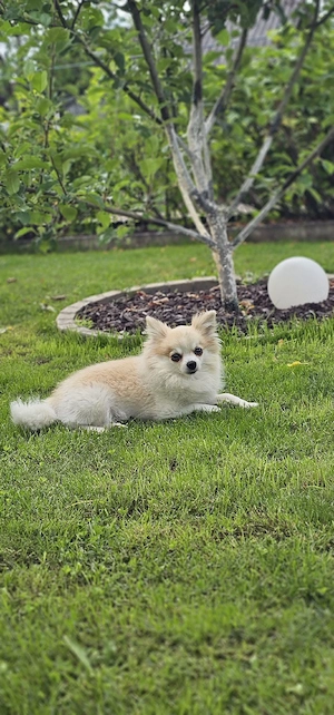 Deckrüde Chihuahua-Pomchi (KEIN VERKAUF) 