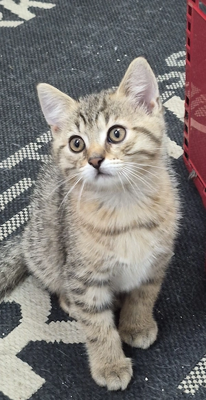 2 süße BKH mix suchen ein liebevolles Zuhause. T:01749810317 WhatsApp 