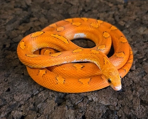 Hypo Toffee Blood Pied 