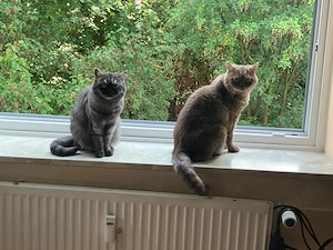 Minka & Tiger   liebevolles Katzenpaar mit kompletter Ausstattung