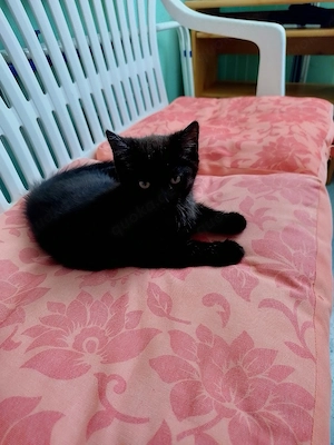 Ganz Lieber Kater zu Vermitteln gegen Schutzgebühr