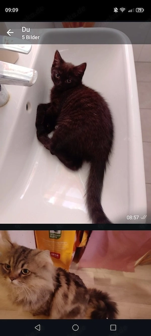 Ganz Lieber Kater zu Vermitteln gegen Schutzgebühr