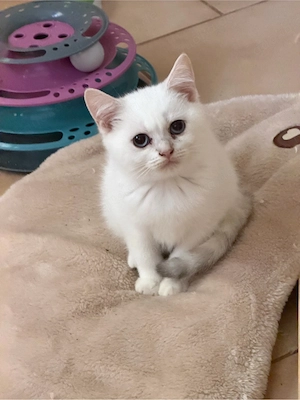 zuckersüsse Bkh Kitten 