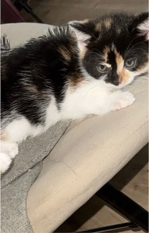 american wirehair kitten 
