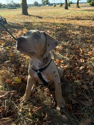 American Bully Welpe