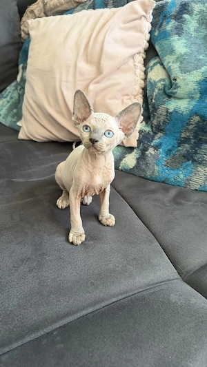 super süße Canadien Sphynx Kitten 