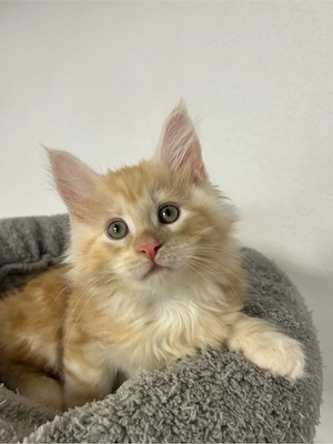 Reinrassige Maine Coon Kätzchen  