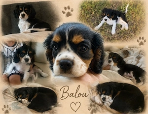 Cavalier king, Charles Spaniel
