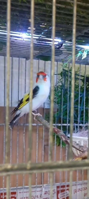 kanarienVogel manliche Mischling Mutation 