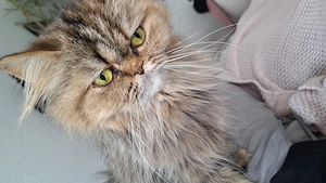 Tinker sucht ein liebevolles neues Zuhause