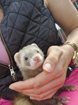 Frettchen handzahm