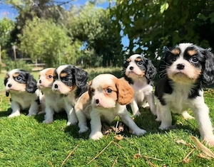 Sportliche Cavalier King Charles Spaniel Welpen mit Nase Abholung ab sofort möglich