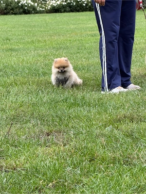 Pomeranian Bo Gesicht