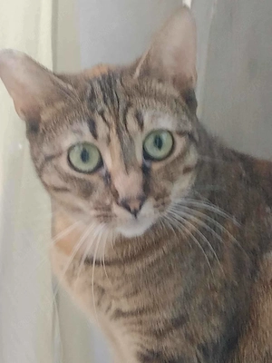 TONI, weibl., kastriert, 3,5 Jahre alt